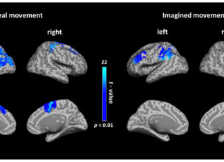 Real and Imagined Movements Are Controlled by the Brain in the Same Way