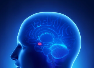 Researchers Identify Area of the Amygdala Involved in Taste Aversion