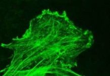 Researchers develop injectable bandage