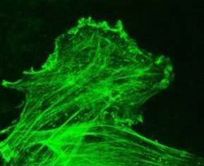 Researchers develop injectable bandage