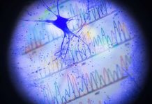Researchers report neurons record their activity in gene expression, and the activity record can be reconstructed by analyzing gene expression patterns