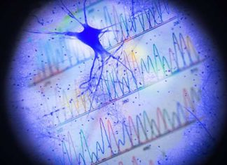 Researchers report neurons record their activity in gene expression, and the activity record can be reconstructed by analyzing gene expression patterns