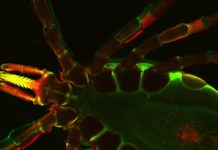 Researchers uncover protein used to outsmart the human immune system