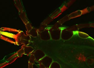 Researchers uncover protein used to outsmart the human immune system