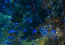 Roboticists have developed an eel-like robot that uses artificial muscles to help propel itself through wate