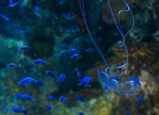 Roboticists have developed an eel-like robot that uses artificial muscles to help propel itself through wate