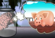 Scientists keep pigs’ brains alive for 36 hours