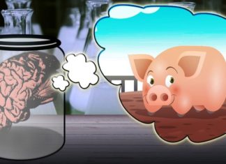 Scientists keep pigs’ brains alive for 36 hours