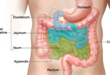 Specific bacteria in the small intestine are crucial for fat absorption
