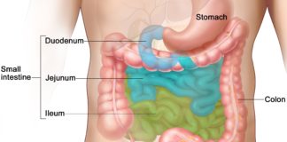 Specific bacteria in the small intestine are crucial for fat absorption