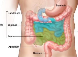 Specific bacteria in the small intestine are crucial for fat absorption