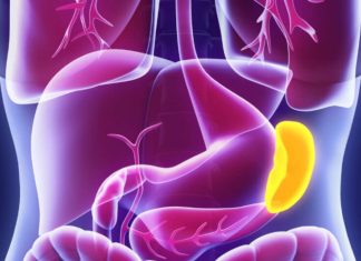 Spleen: How it works, where it is and problems