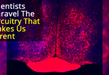 The Neural Circuitry of Parental Behavior