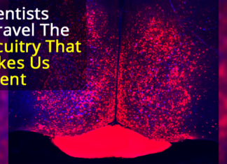 The Neural Circuitry of Parental Behavior