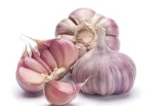 The complicated biology of garlic