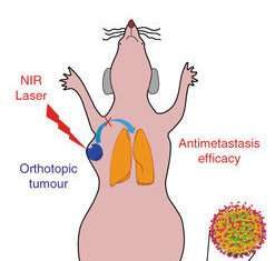 Thermo-chemotherapy combo eradicates primary and metastatic tumors in mice