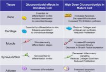 Timing of stress-hormone pulses controls weight gain, study finds