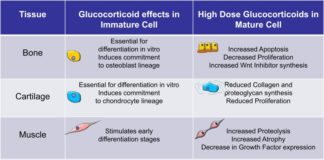 Timing of stress-hormone pulses controls weight gain, study finds