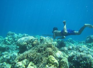 Natural selection gave a freediving people in Southeast Asia bigger spleens