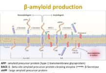 Overlapping Mechanisms in HIV Cognitive Disorders and Alzheimer’s
