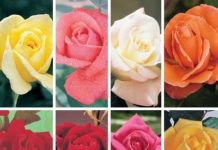 A Rose is a Rose is a Rose: Mathematical Model Explains How Different Brains Agree on Smells