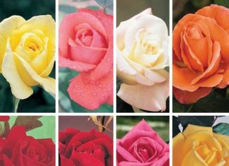 A Rose is a Rose is a Rose: Mathematical Model Explains How Different Brains Agree on Smells