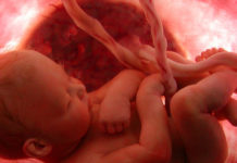 A new study reveals, in combination to genetics and environmental factors, placenta health during fetal development may play a role in schizophrenia