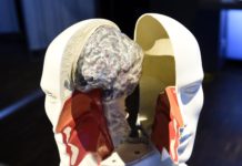 According to researchers, the adult brain may be sensitive to social and economic factors