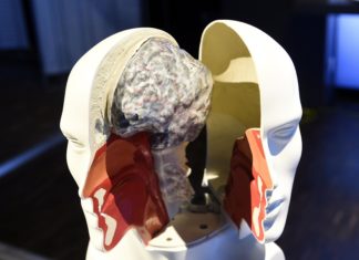According to researchers, the adult brain may be sensitive to social and economic factors