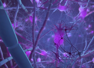 Columbia University researchers reveal targeting a specific serotonin receptor can help to boost memory formation