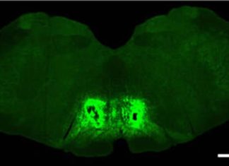 Frontal Lobe Implicated in Chronic Pain