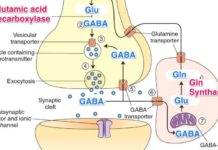 GABA, GABA, GABA, what does it actually do in the brain?