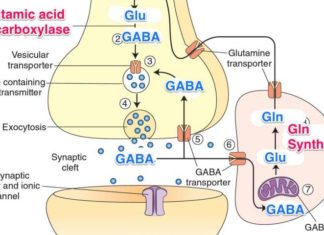 GABA, GABA, GABA, what does it actually do in the brain?