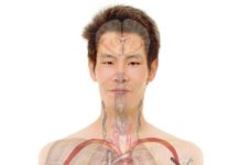 Hotter bodies fight infections and tumours better – researchers show how