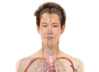 Hotter bodies fight infections and tumours better – researchers show how