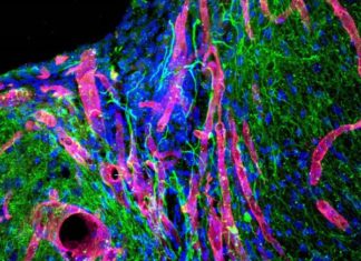 Mice regrow brain tissue after stroke with bioengineered gel