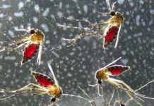 More than a living syringe: Mosquito saliva alone triggers unexpected immune response