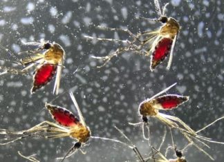 More than a living syringe: Mosquito saliva alone triggers unexpected immune response