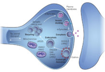 Mutations in LRRK2 leads to dysfunctional auxilin and impaired synaptic vesicle endocytosis in Parkinson’s patients