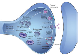 Mutations in LRRK2 leads to dysfunctional auxilin and impaired synaptic vesicle endocytosis in Parkinson’s patients
