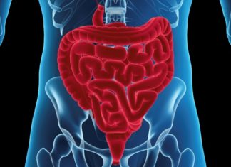 New cytokine network can repair tissue damage in the intestine, study finds