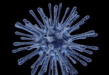 Research identifies unconventional immune cell capable of fighting viral infections