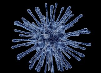 Research identifies unconventional immune cell capable of fighting viral infections