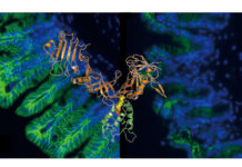 Research may help combat the deadly gastrointestinal infection Clostridium difficile