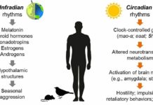 Researchers Discover Connection Between Circadian Rhythm and Aggression