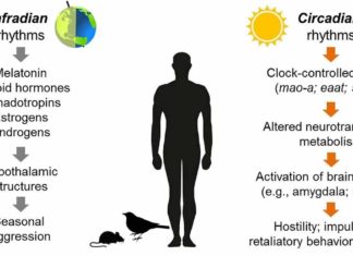 Researchers Discover Connection Between Circadian Rhythm and Aggression