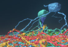 Researchers crowdsource brain mapping with gamers, discover six new neuron types
