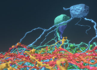 Researchers crowdsource brain mapping with gamers, discover six new neuron types