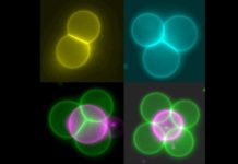 Researchers have used lasers to connect, arrange and merge artificial cells, paving the way for networks of artificial cells that act like tissues