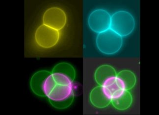 Researchers have used lasers to connect, arrange and merge artificial cells, paving the way for networks of artificial cells that act like tissues
